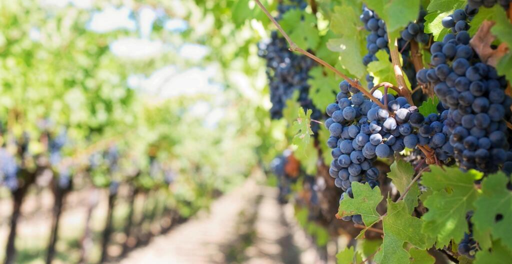 Winery and vineyard attorneys, syracuse, finger lakes, wine at Bousquet Holstein PLLC